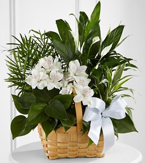 Small Peace & Serenity&trade; Dishgarden